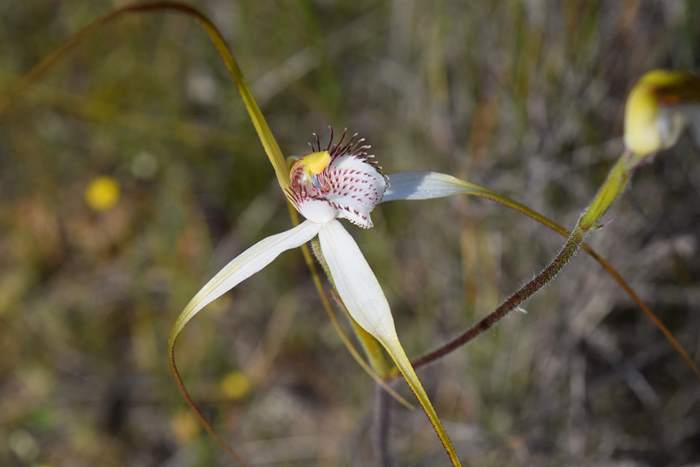 Caladenia longicauda-White-spider-orchid-0002.JPG